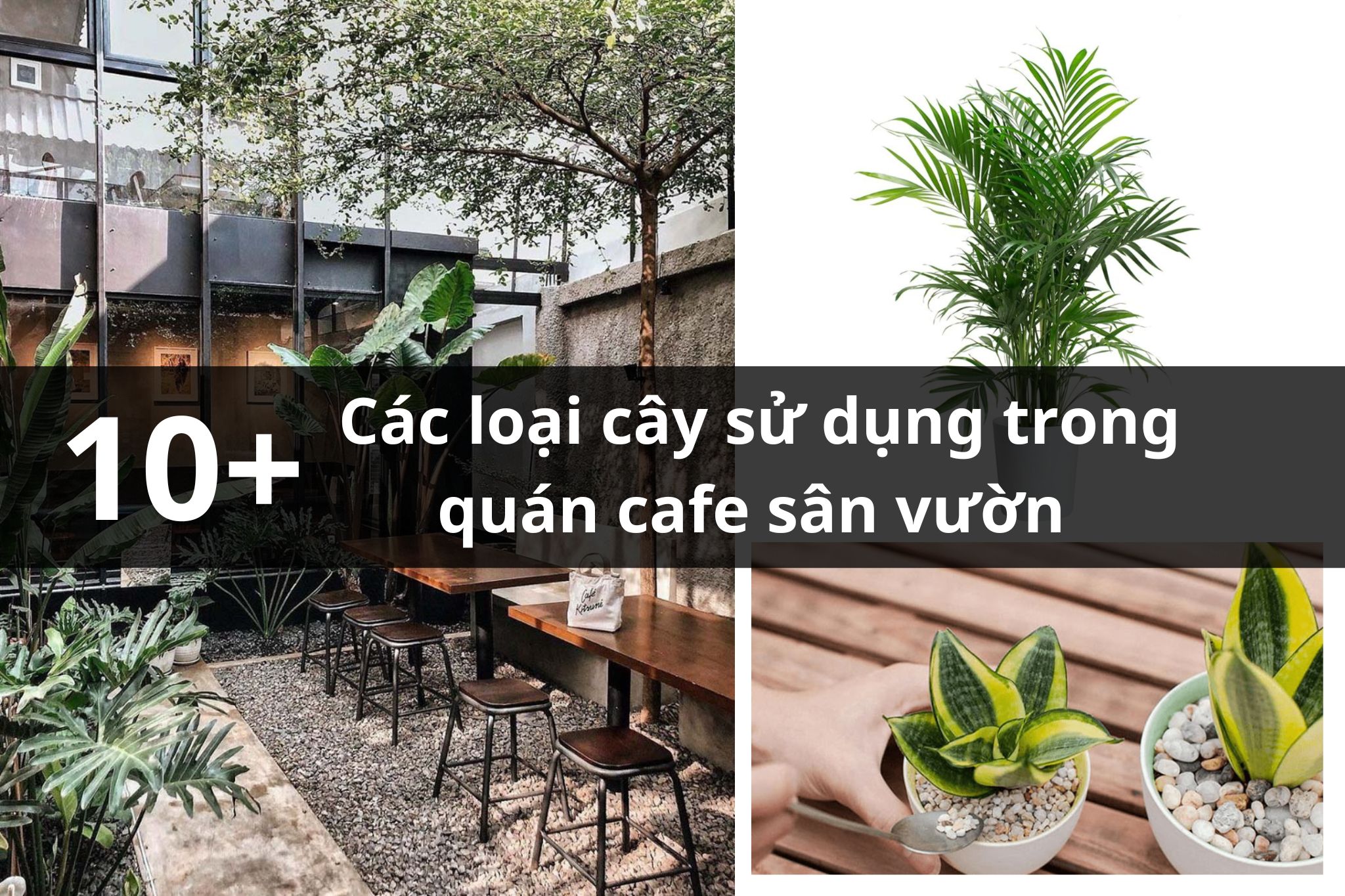 Top 10 các loại cây sử dụng trong quán cafe sân vườn